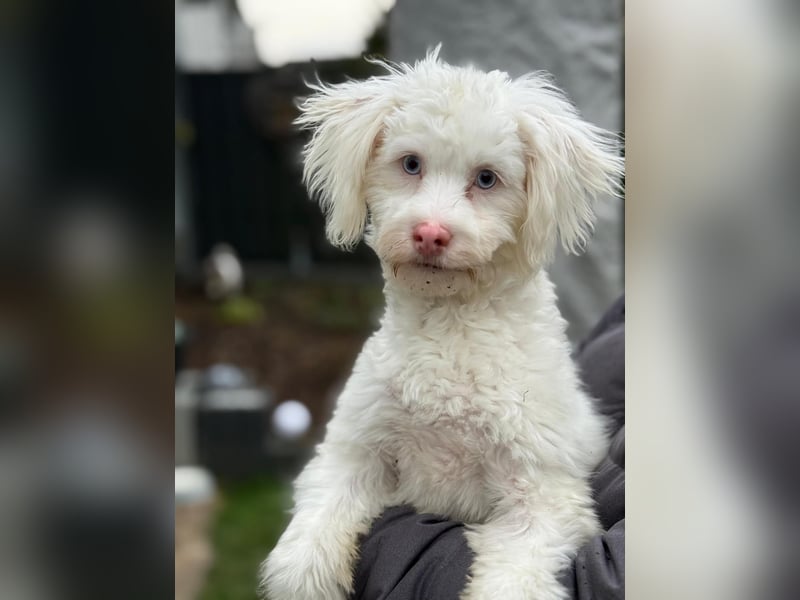 GREX, blauäugiger Wuschel, 5 Monate, 30 cm, Bolonka Zwetna-Mix, Tierschutz, Pflegestelle 53773