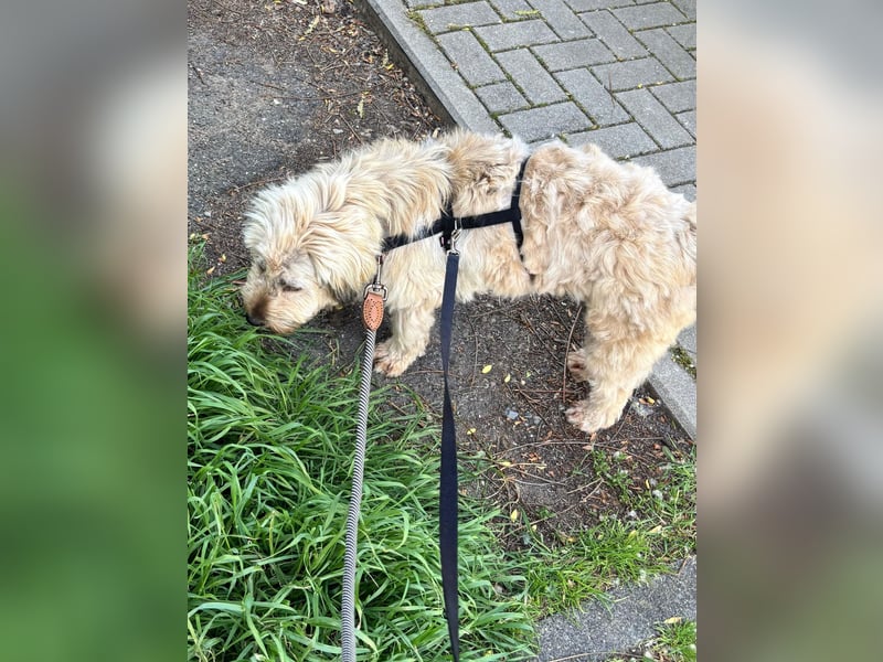 TESSY, Goldschatz, 1,5 Jahre, 35 cm, Pflegestelle Köln, Tierschutz Rumänien