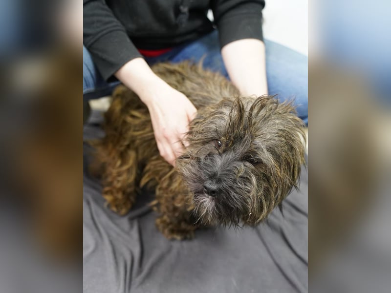 VESTUS, kleiner Herzensbrecher, Rüde, über 3 Jahre, 30 cm, Bolonka Zwetna-Mischling, Tierschutz