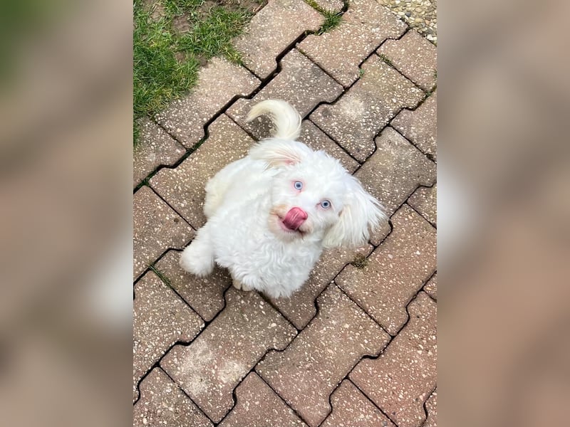 GREX, blauäugiger Wuschel, 5 Monate, 30 cm, Bolonka Zwetna-Mix, Tierschutz, Pflegestelle 53773