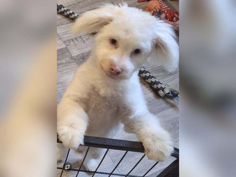 GREX, blauäugiger Wuschel, 5 Monate, 30 cm, Bolonka Zwetna-Mix, Tierschutz, Pflegestelle 53773