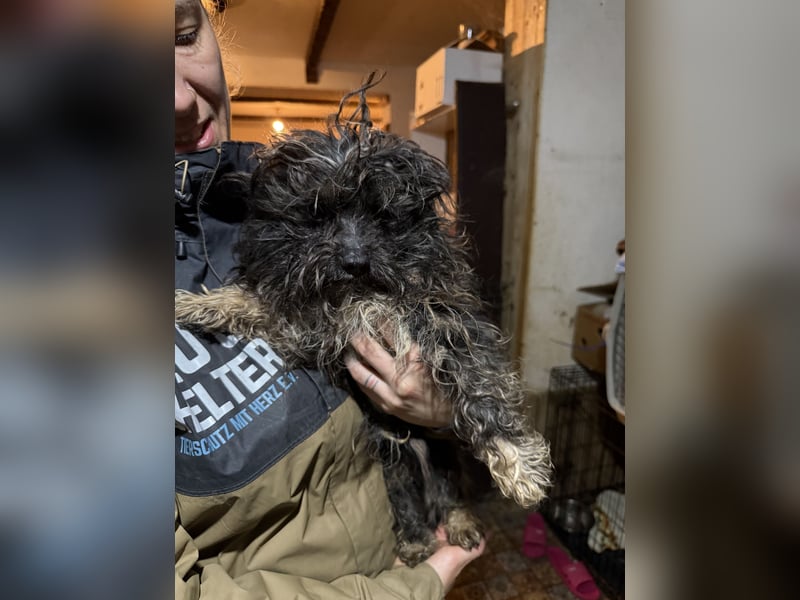 Yuffie, sanfter kleiner Herzenshund, ca. 1 Jahr, ca. 30cm, Bolonka Zwenta-Mischling, Tierschutz