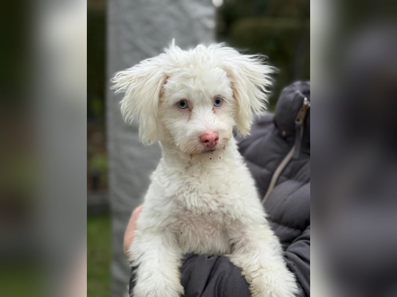 GREX, blauäugiger Wuschel, 5 Monate, 30 cm, Bolonka Zwetna-Mix, Tierschutz, Pflegestelle 53773