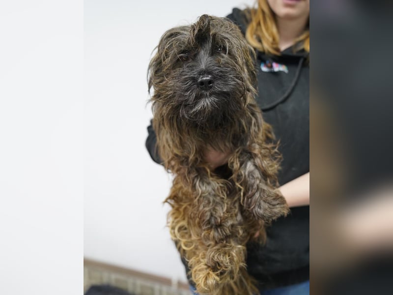 VESTUS, kleiner Herzensbrecher, Rüde, über 3 Jahre, 30 cm, Bolonka Zwetna-Mischling, Tierschutz