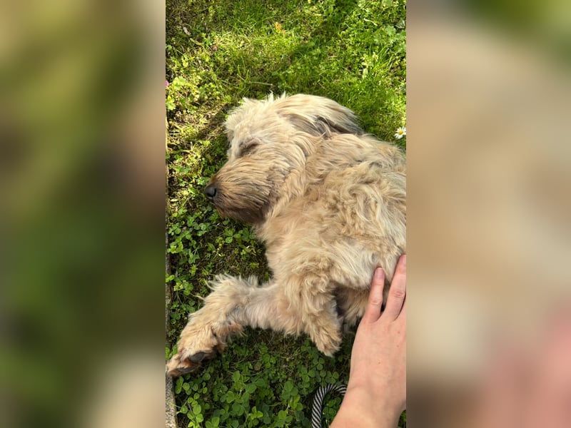TESSY, Goldschatz, 1,5 Jahre, 35 cm, Pflegestelle Köln, Tierschutz Rumänien
