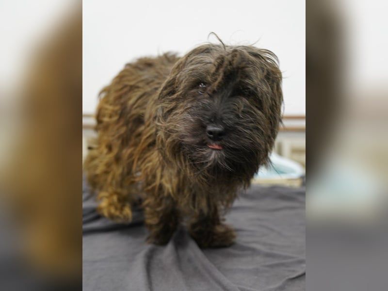 VESTUS, kleiner Herzensbrecher, Rüde, über 3 Jahre, 30 cm, Bolonka Zwetna-Mischling, Tierschutz