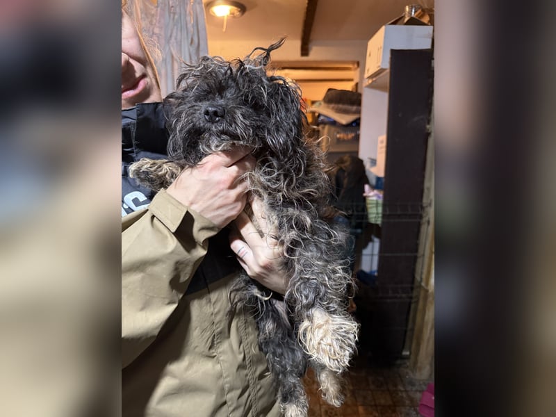 Yuffie, sanfter kleiner Herzenshund, ca. 1 Jahr, ca. 30cm, Bolonka Zwenta-Mischling, Tierschutz