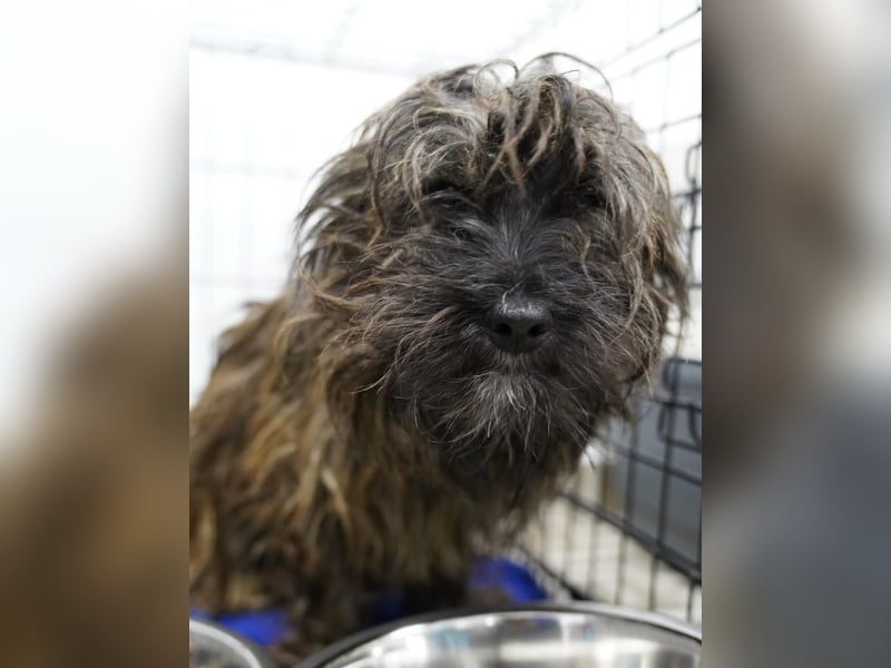 VESTUS, kleiner Herzensbrecher, Rüde, über 3 Jahre, 30 cm, Bolonka Zwetna-Mischling, Tierschutz