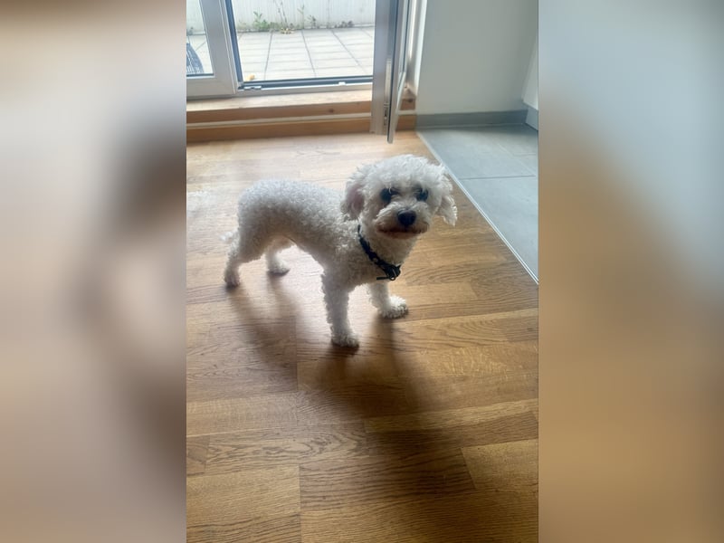 Bolonka Zwetna Deckrüde  Cookie   5 Jahre alt