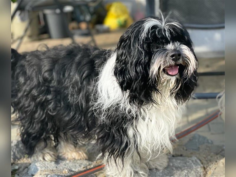 Bolonka Zwetna Deckrüde deckt vereinsfrei