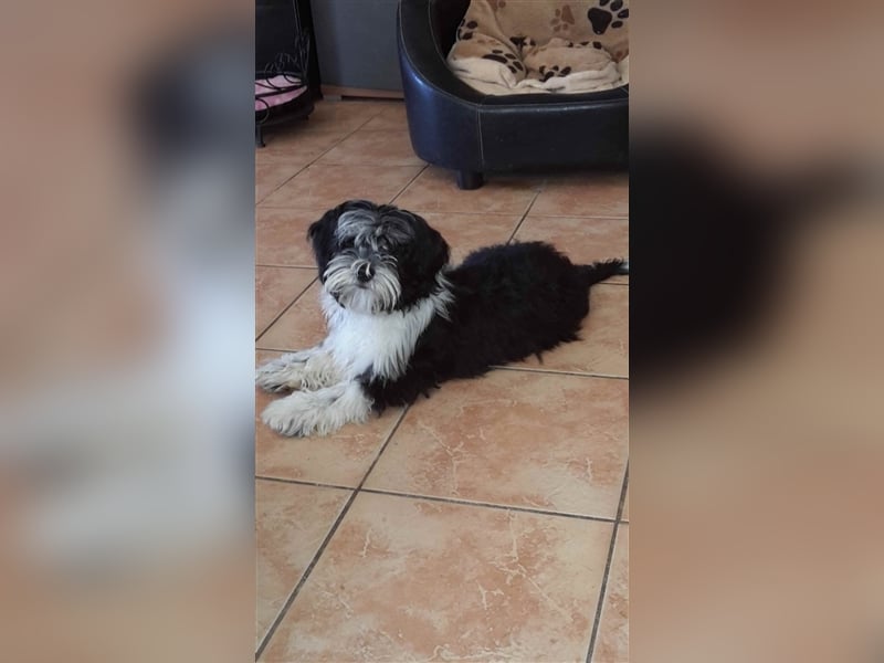 Bolonka Zwetna Deckrüde deckt vereinsfrei