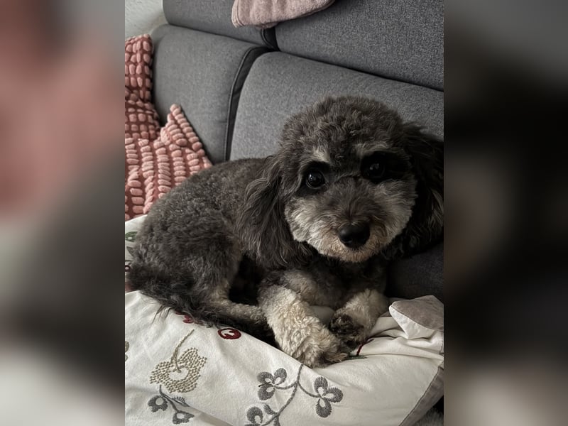 Pudel-Bolonka Hündin 2,5 Jahre sucht liebevolles zu Hause