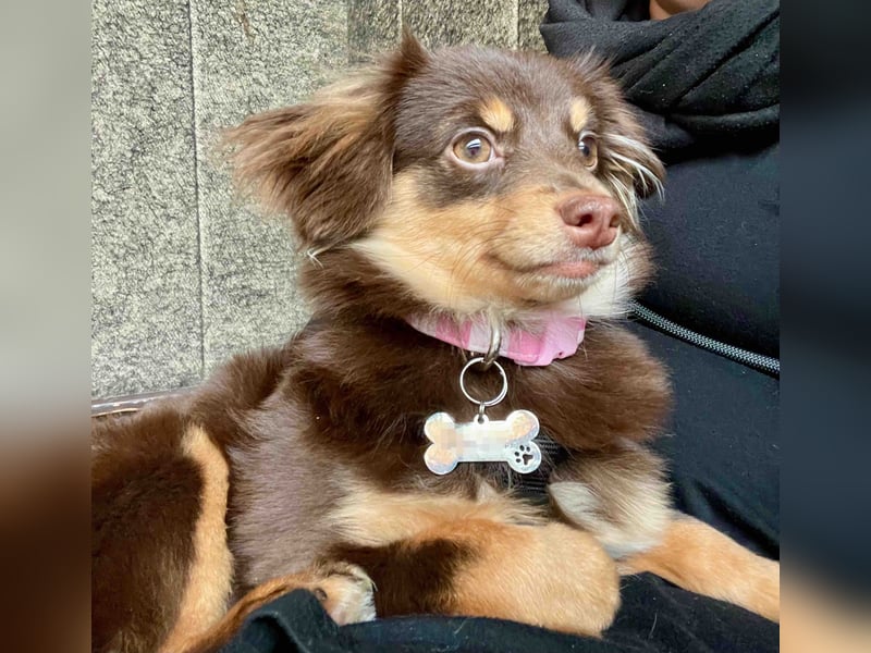 GABE, freundliches Fliegengewicht, Bolonka-Zwetna-Mix, 6 Monate, 24 cm, Tierschutz, Mönchengladbach