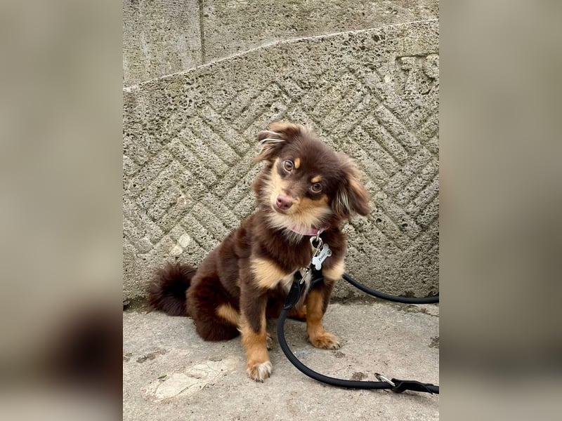 GABE, freundliches Fliegengewicht, Bolonka-Zwetna-Mix, 6 Monate, 24 cm, Tierschutz, Mönchengladbach