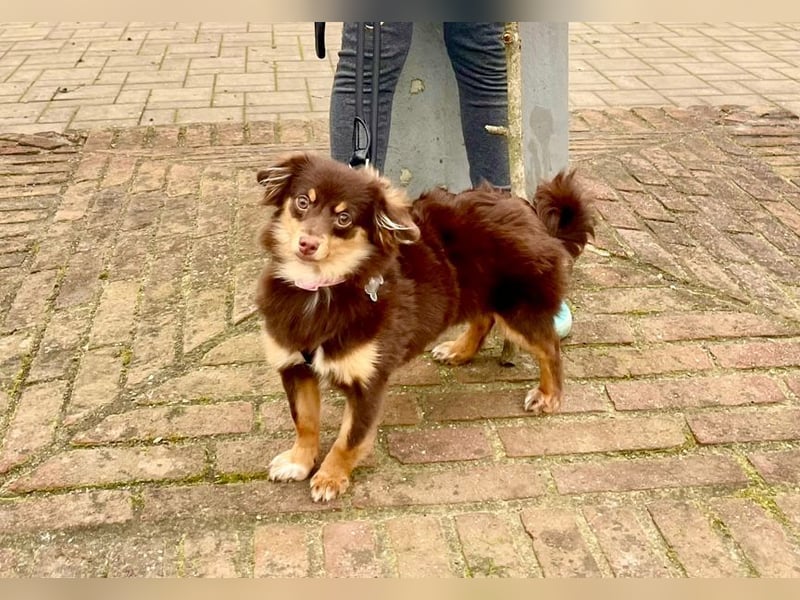 GABE, freundliches Fliegengewicht, Bolonka-Zwetna-Mix, 6 Monate, 24 cm, Tierschutz, Mönchengladbach