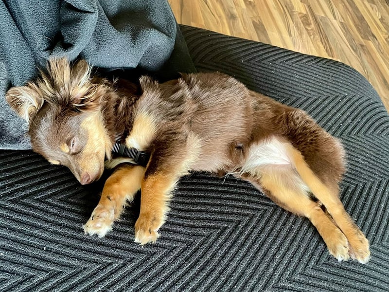 GABE, freundliches Fliegengewicht, Bolonka-Zwetna-Mix, 6 Monate, 24 cm, Tierschutz, Mönchengladbach