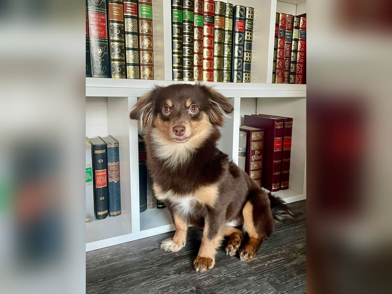 GABE, freundliches Fliegengewicht, Bolonka-Zwetna-Mix, 6 Monate, 24 cm, Tierschutz, Mönchengladbach