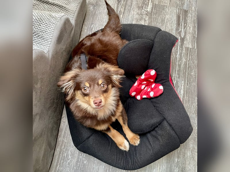 GABE, freundliches Fliegengewicht, Bolonka-Zwetna-Mix, 6 Monate, 24 cm, Tierschutz, Mönchengladbach