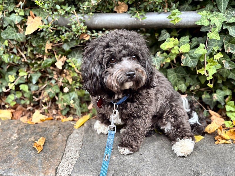 Bolonka-Zwetna Deckrüde, reinrassig mit ZTP, DNA-Profil, Gentest's, Papiere VRZ e.V.