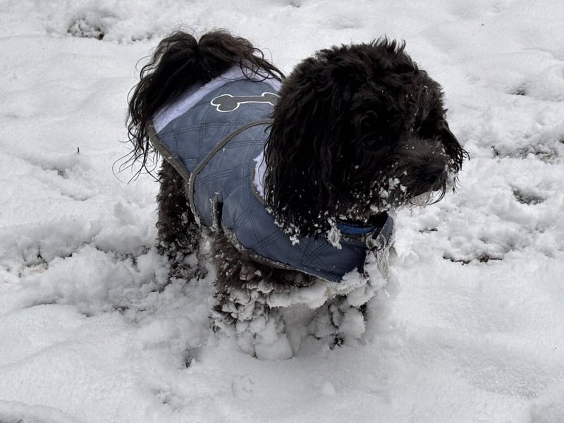 Bolonka-Zwetna Deckrüde, reinrassig mit ZTP, DNA-Profil, Gentest's, Papiere VRZ e.V.