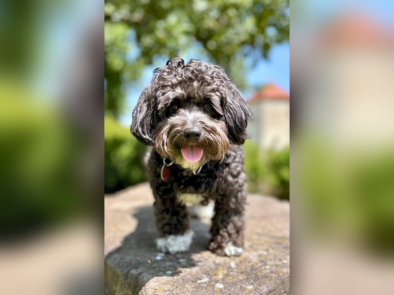 Bolonka-Zwetna Deckrüde, reinrassig mit ZTP, DNA-Profil, Gentest's, Papiere VRZ e.V.