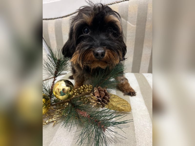 Diese süße bolonka mix