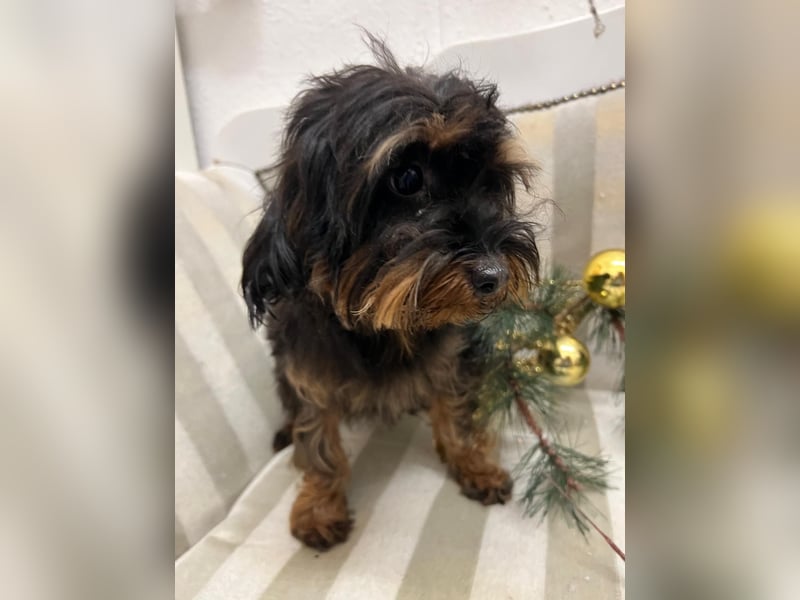 Diese süße bolonka mix