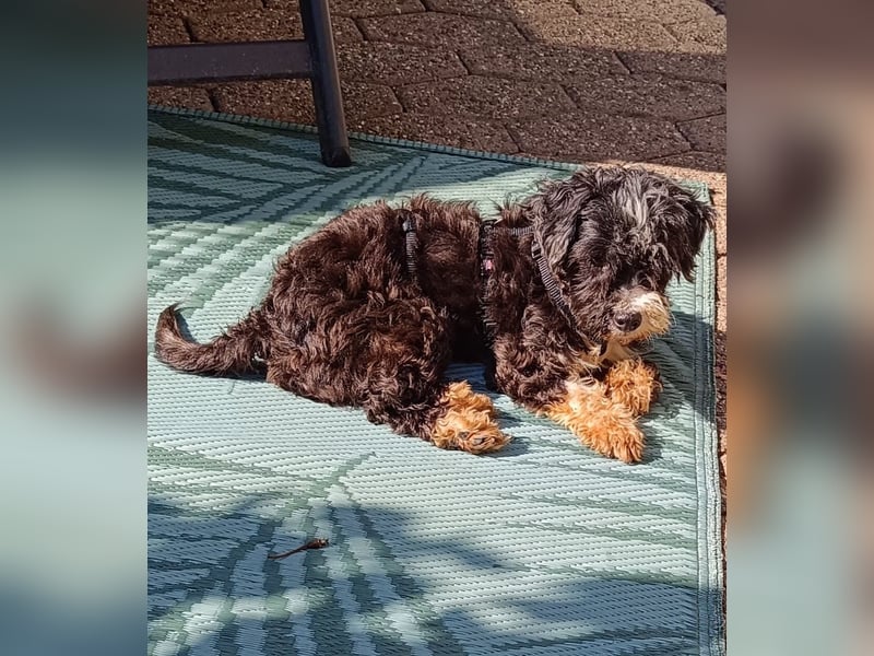 XINA, Bolonka Zwetna-Mix, 6 Jahre, 25 cm, Pflegestelle Rösrath, Tierschutz Rumänien