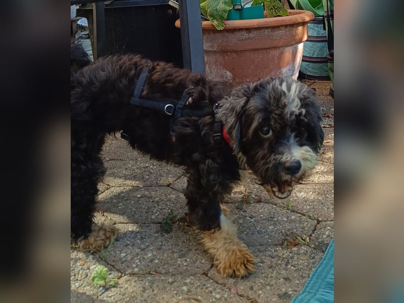 XINA, Bolonka Zwetna-Mix, 6 Jahre, 25 cm, Pflegestelle Rösrath, Tierschutz Rumänien