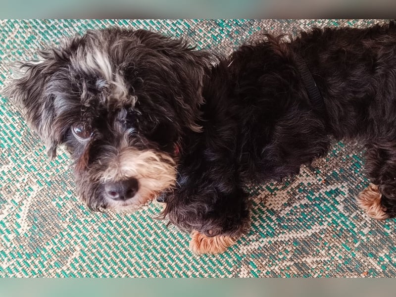 XINA, Bolonka Zwetna-Mix, 6 Jahre, 25 cm, Pflegestelle Rösrath, Tierschutz Rumänien