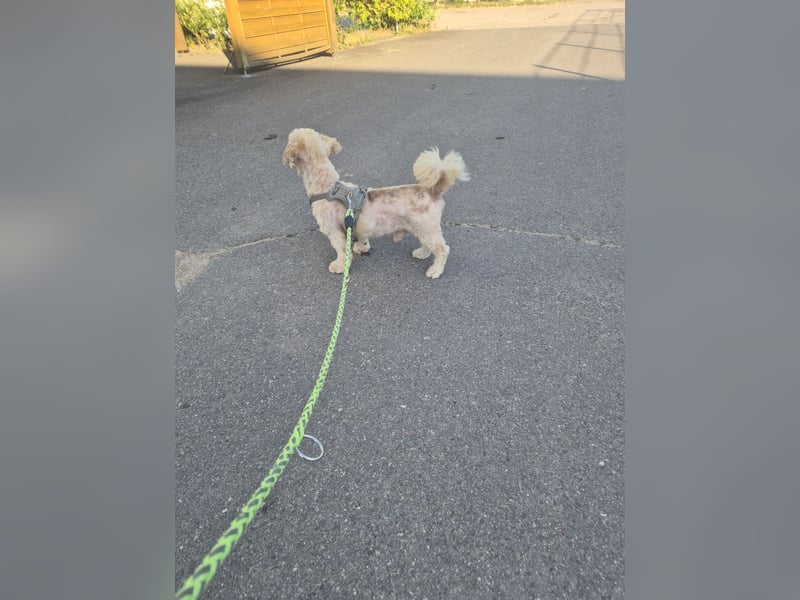 Unser kleiner Mischling  Teddy , sucht ein Zuhause