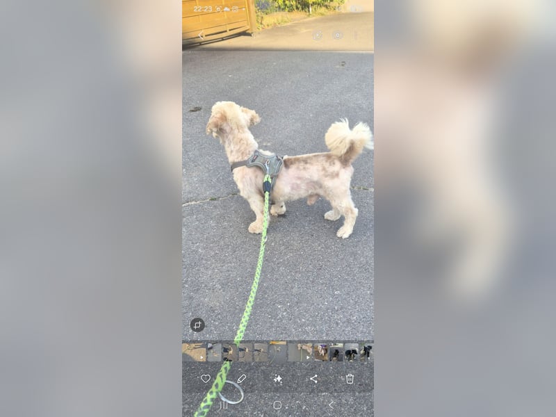 Unser kleiner Mischling  Teddy , sucht ein Zuhause
