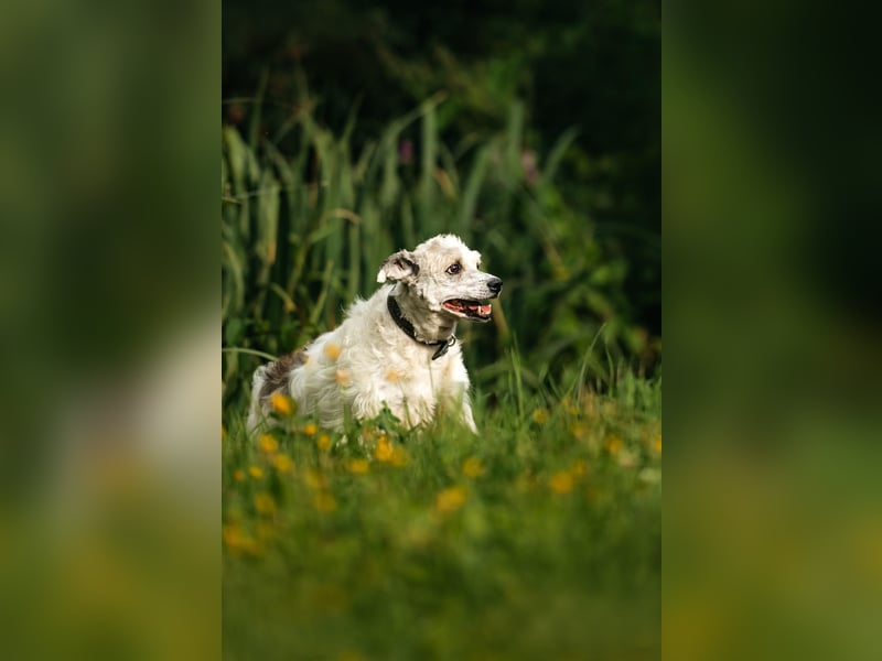 Ruhiges Zuhause für Nancy gesucht