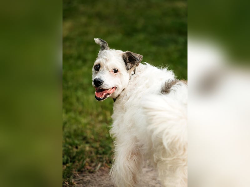 Ruhiges Zuhause für Nancy gesucht