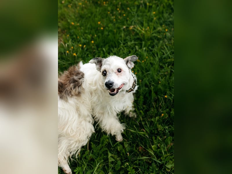 Ruhiges Zuhause für Nancy gesucht