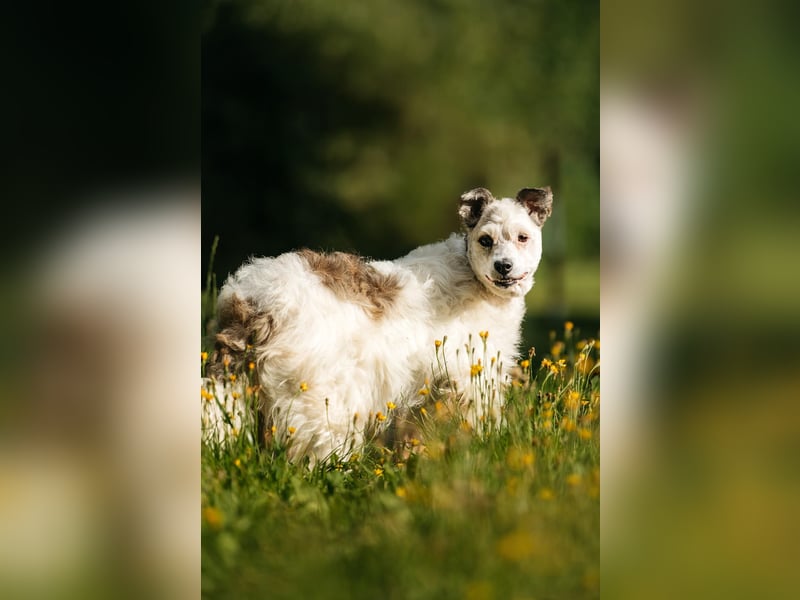 Ruhiges Zuhause für Nancy gesucht