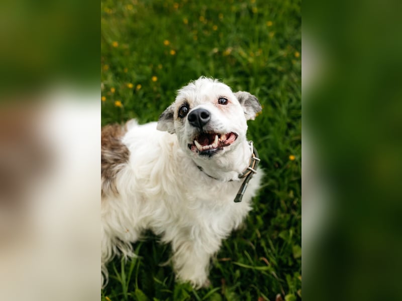 Ruhiges Zuhause für Nancy gesucht