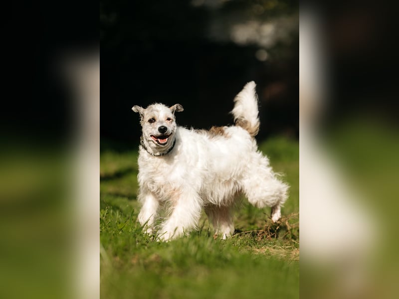 Ruhiges Zuhause für Nancy gesucht