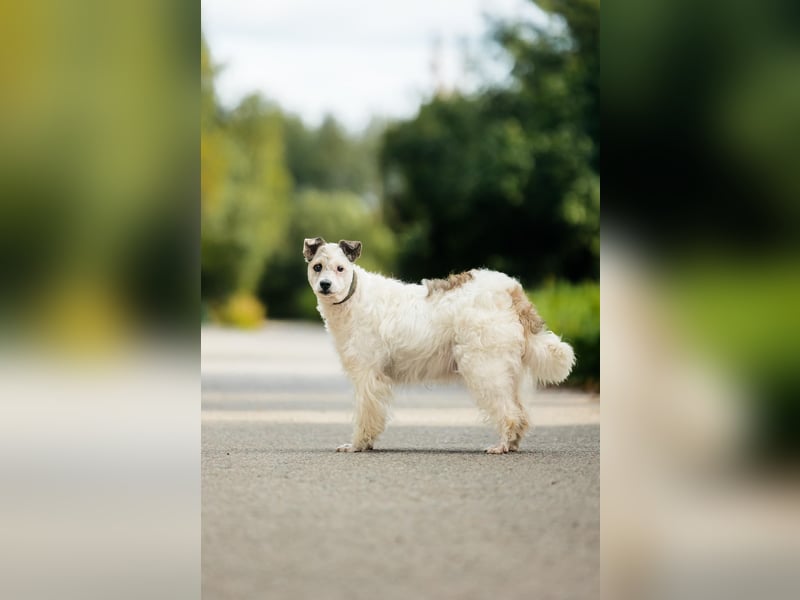 Ruhiges Zuhause für Nancy gesucht
