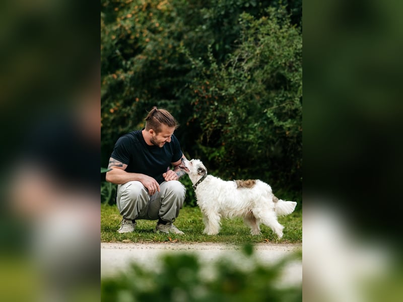 Ruhiges Zuhause für Nancy gesucht