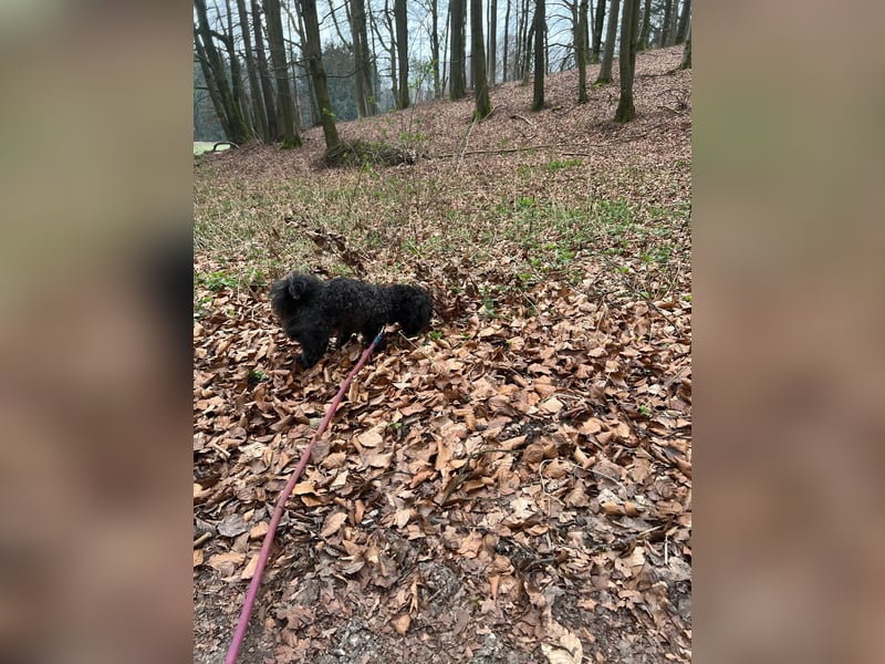 Rüde zum decken