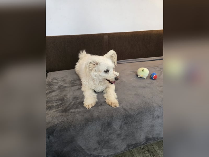 Bella - Herzensbrecherin