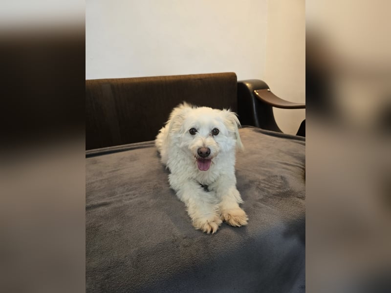 Bella - Herzensbrecherin