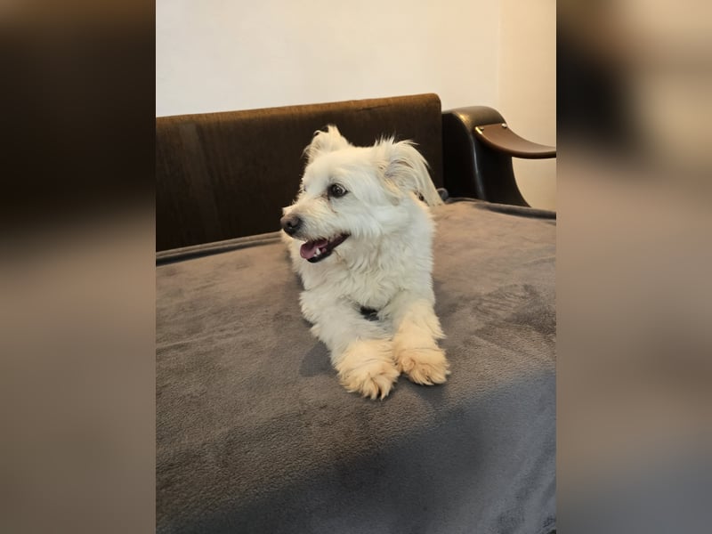 Bella - Herzensbrecherin