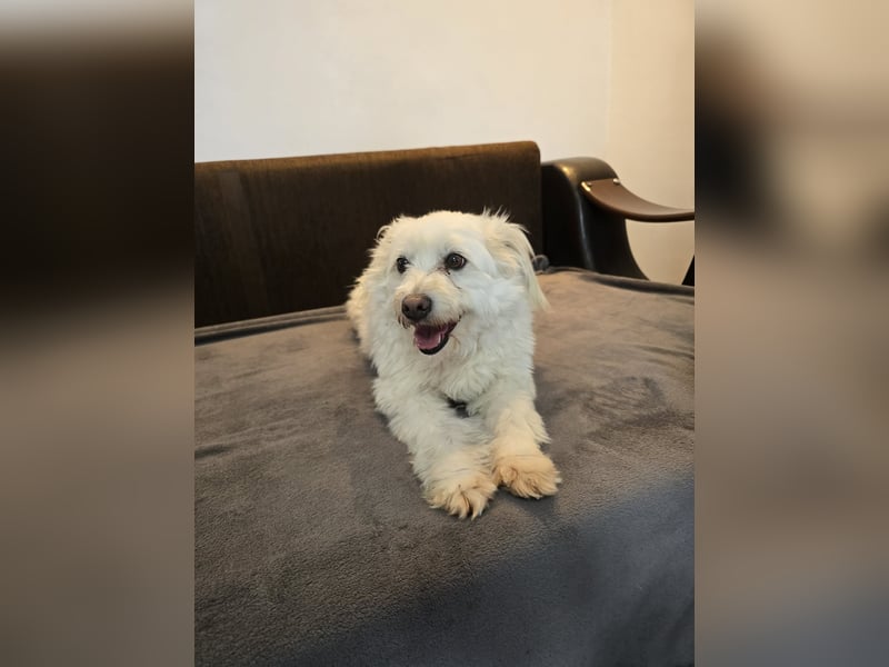 Bella - Herzensbrecherin