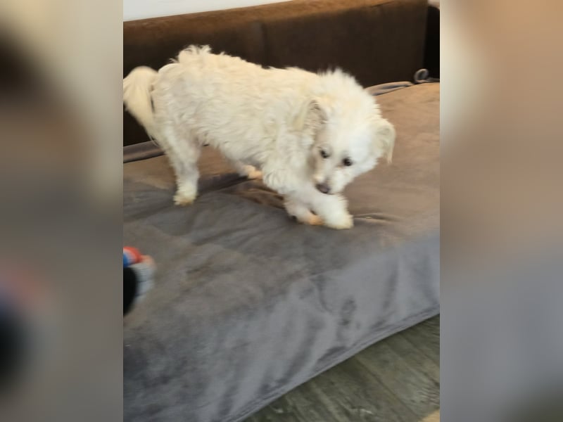 Bella - Herzensbrecherin