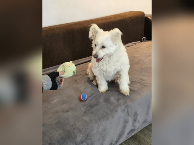 Bella - Herzensbrecherin