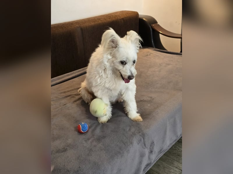 Bella - Herzensbrecherin