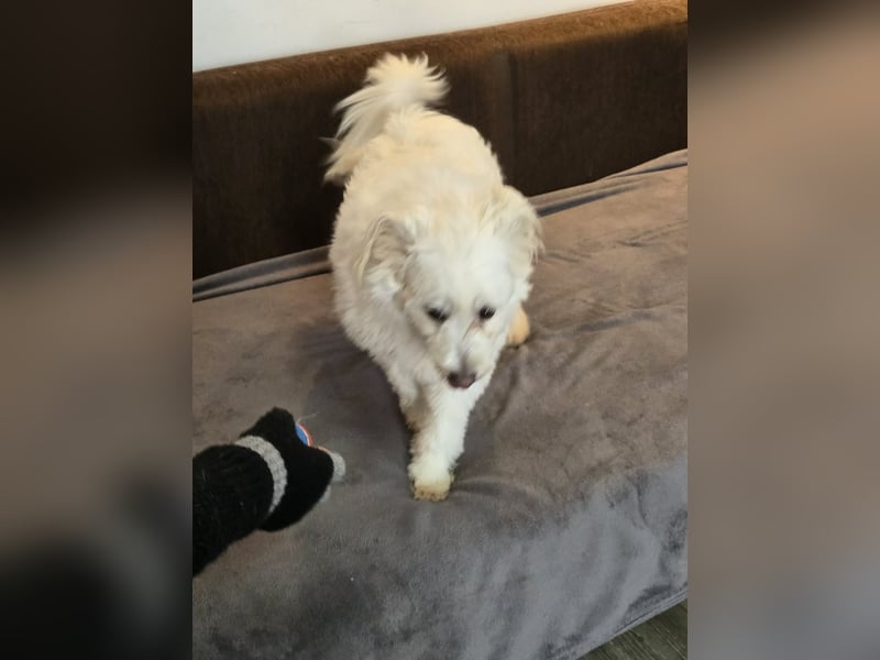 Bella - Herzensbrecherin