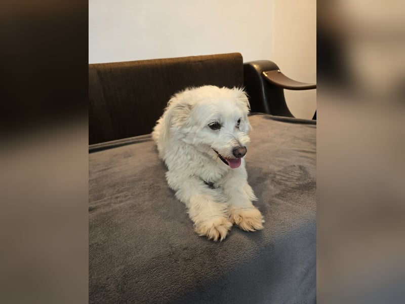 Bella - Herzensbrecherin